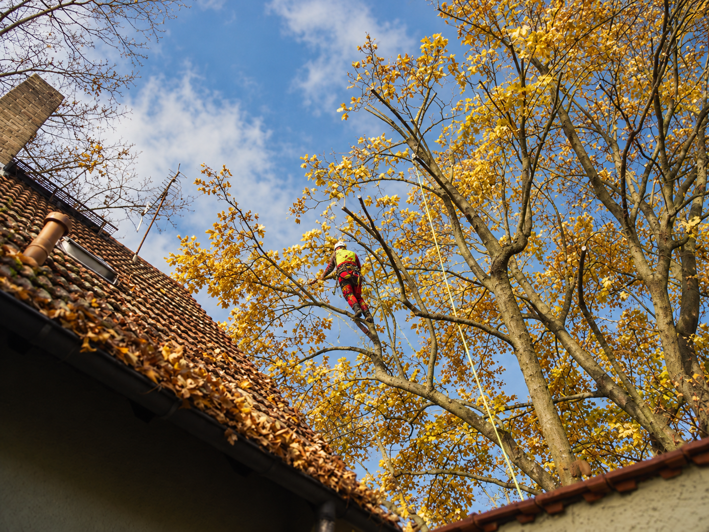 Baumkletterer in einem Ahornbaum mit gelbem Herbstlaub, daneben ein Ziegeldach